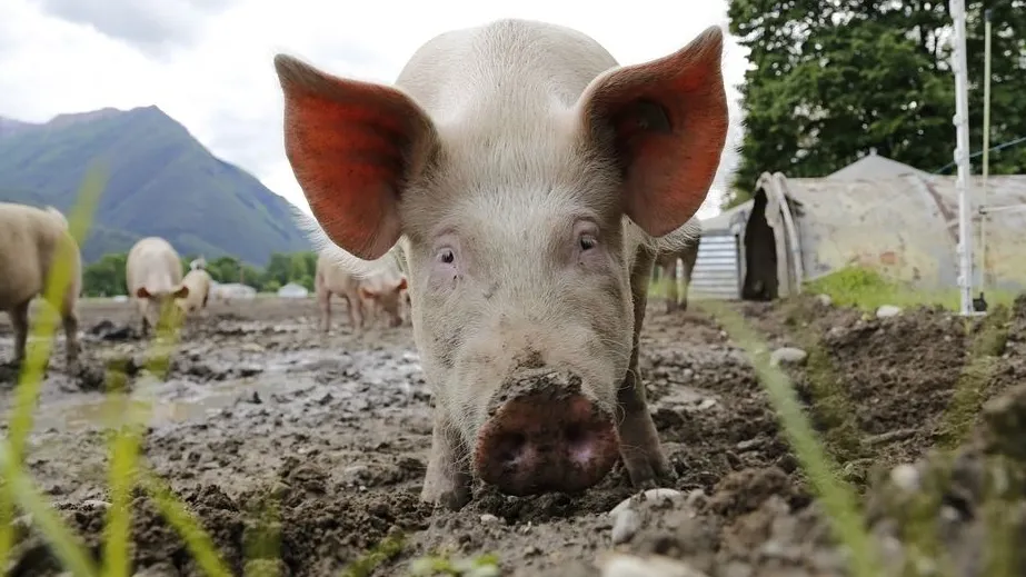 Patru noi cazuri de Pestă Porcină Africană confirmate în județul Satu Mare