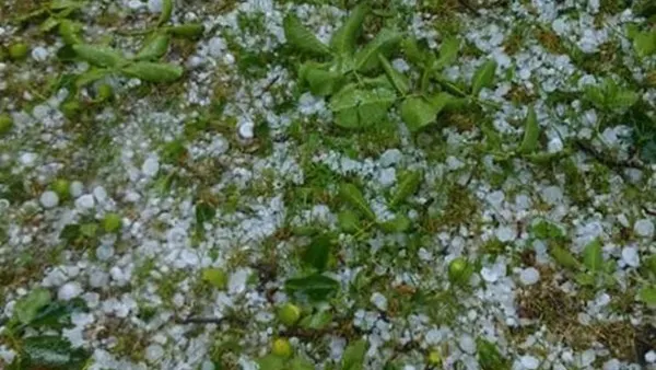 Gheața căzută a afectat culturile agricole din Țara Oașului
