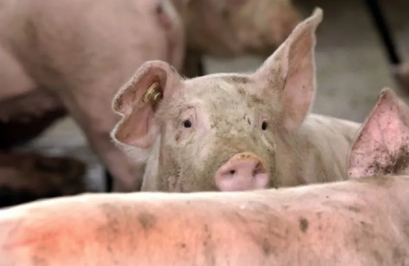 Bilanț | Cinci focare de pestă porcină în județul Satu Mare