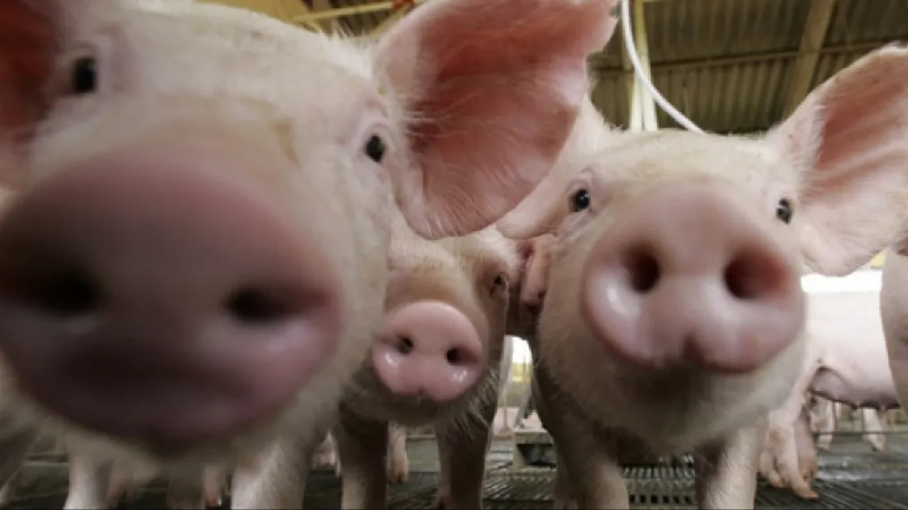 Focar de pestă porcină confirmat la granița cu judeţul Satu Mare