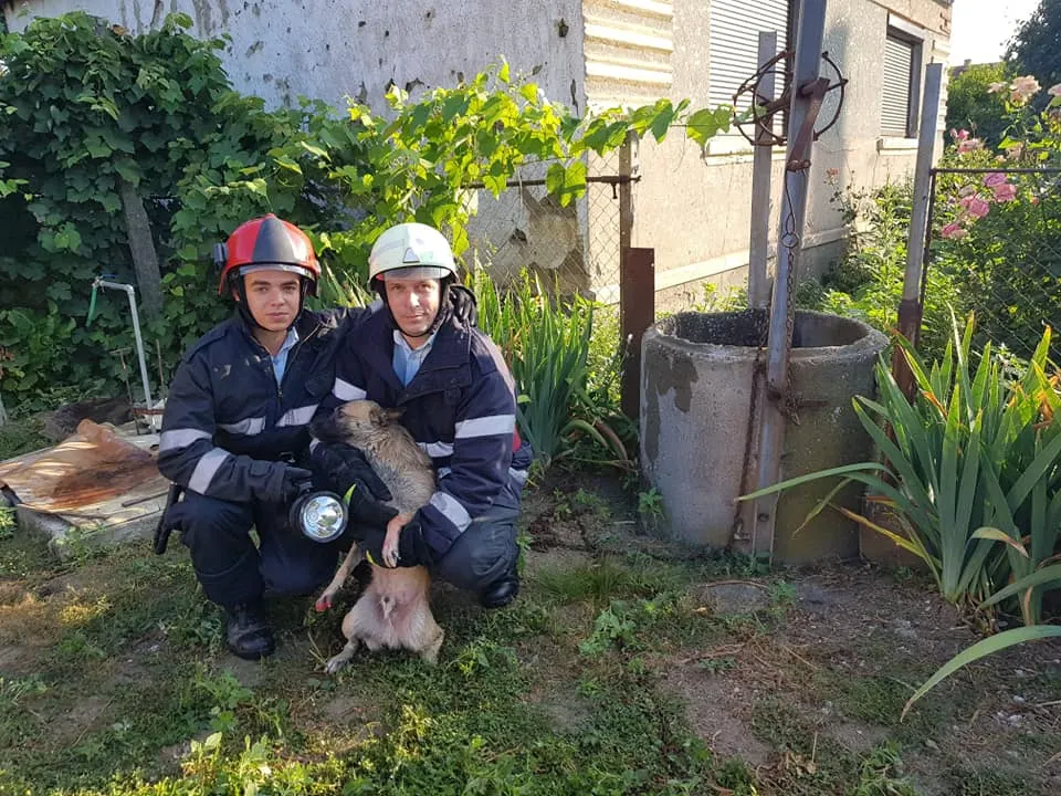 Un cățel căzut într-o fântână a fost salvat de pompieri