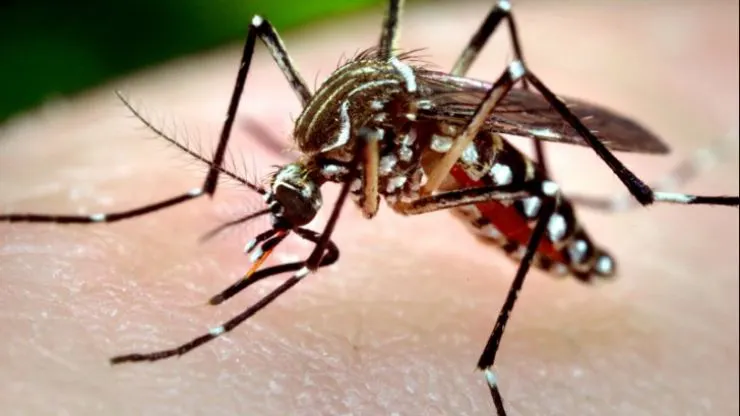 Trei cazuri de infecţie cu virus West Nile în județul Satu Mare