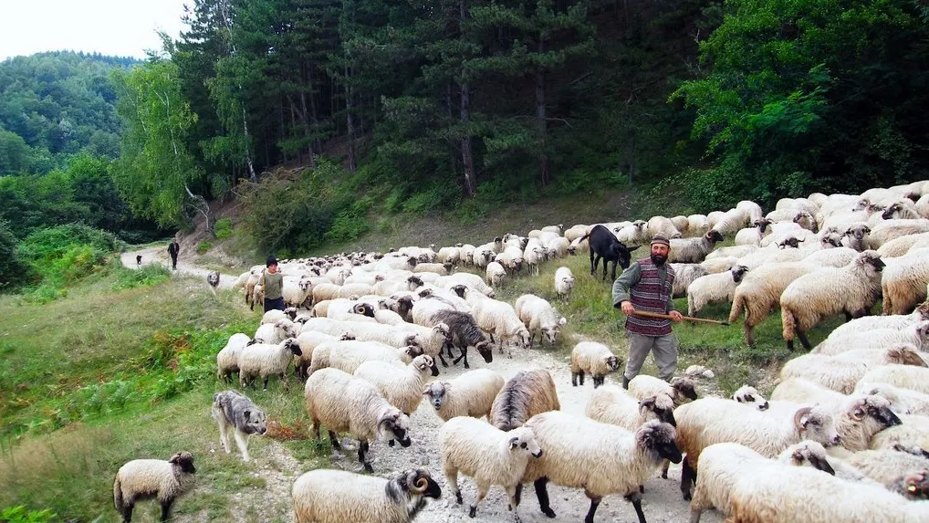 Coborâtu’ oilor de la munte. Osâmbritu’ în Țara Oașului - expoziţie de ovine