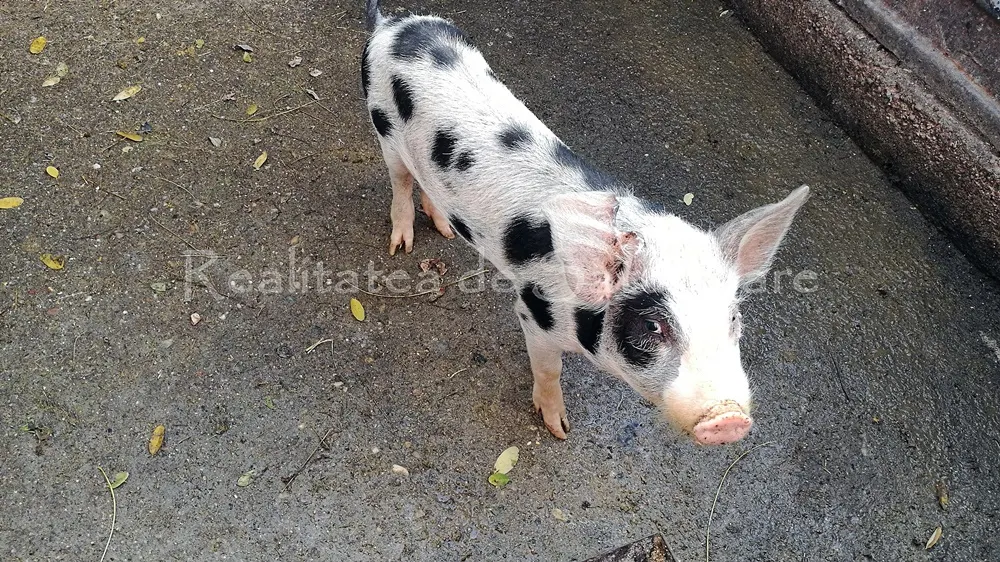 Focar nou de pestă porcină africană în judeţul Satu Mare