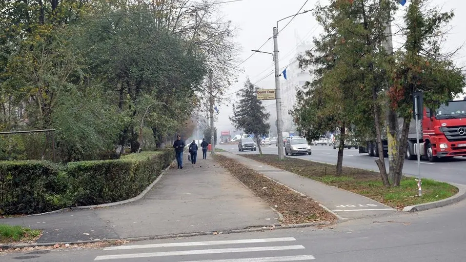 Primăria va planta zeci de copaci pe Drumul Careiului