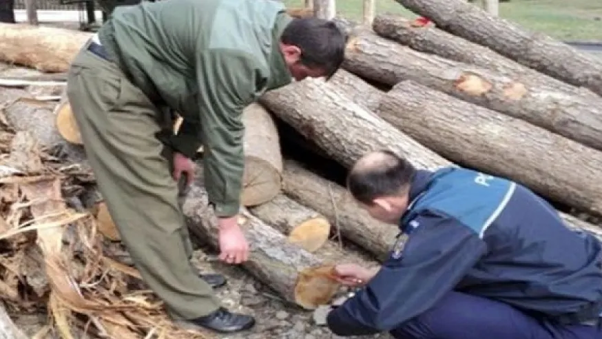 Sătmărean condamnat pentru furt de arbori din fondul forestier național, prins de polițiști