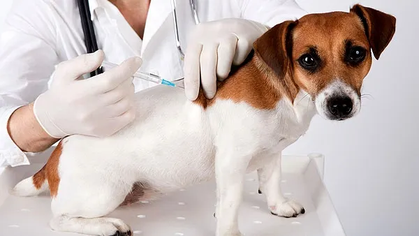 Vaccin antirabic gratuit