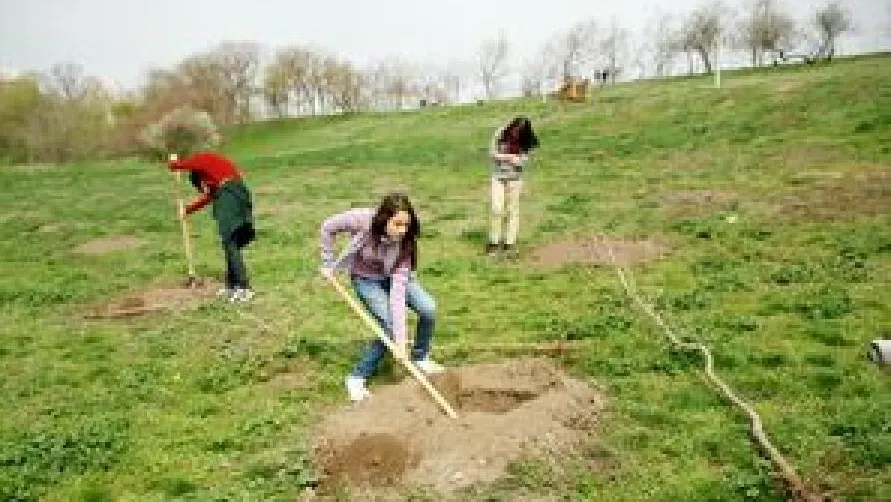 Peste 1400 de puieți de stejar au fost plantați în Pădurea Foieni