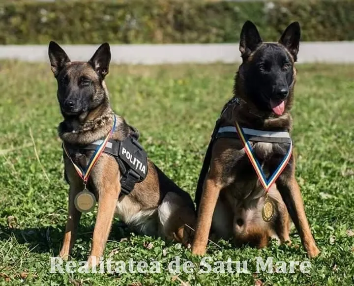 Cei mai buni câini polițiști din România ”lucrează” la Satu Mare
