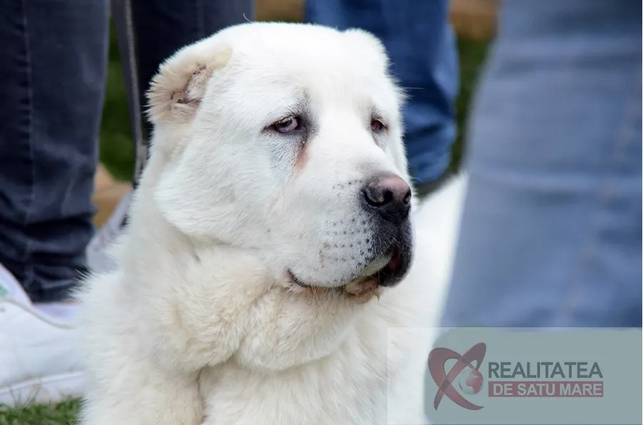 O nouă ediție DOG SHOW Satu Mare 2019
