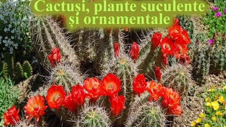 Expoziţia "Cactuşi, plante suculente şi ornamentale", la Muzeul de Artă