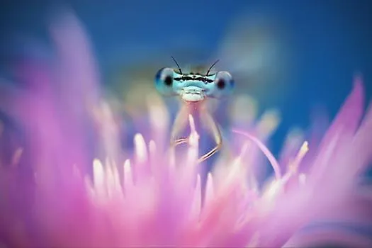 Fotografiile negreșteanului Remus Ţiplea, pentru a treia oară în National Geographic