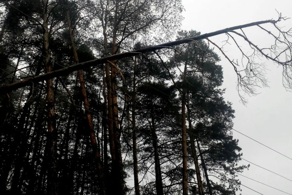 Copac căzut peste firele de curent, la Satu Mare