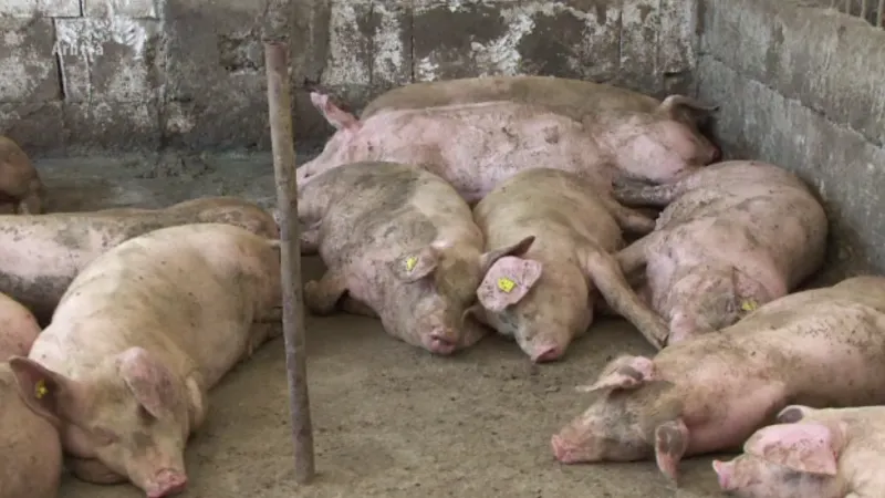 DSVSA: În județul Satu Mare nu mai există nici un focar activ de Pestă Porcină Africană în gospodăriile populației