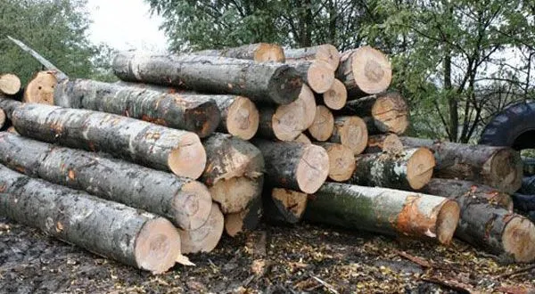 Acțiune silvică de amploare în județ. Polițiștii au confiscat peste 60 metri cubi de material lemnos