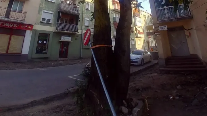 La presiunea mai multor sătmăreni, Primăria a decis să nu mai taie un copac din centrul orașului