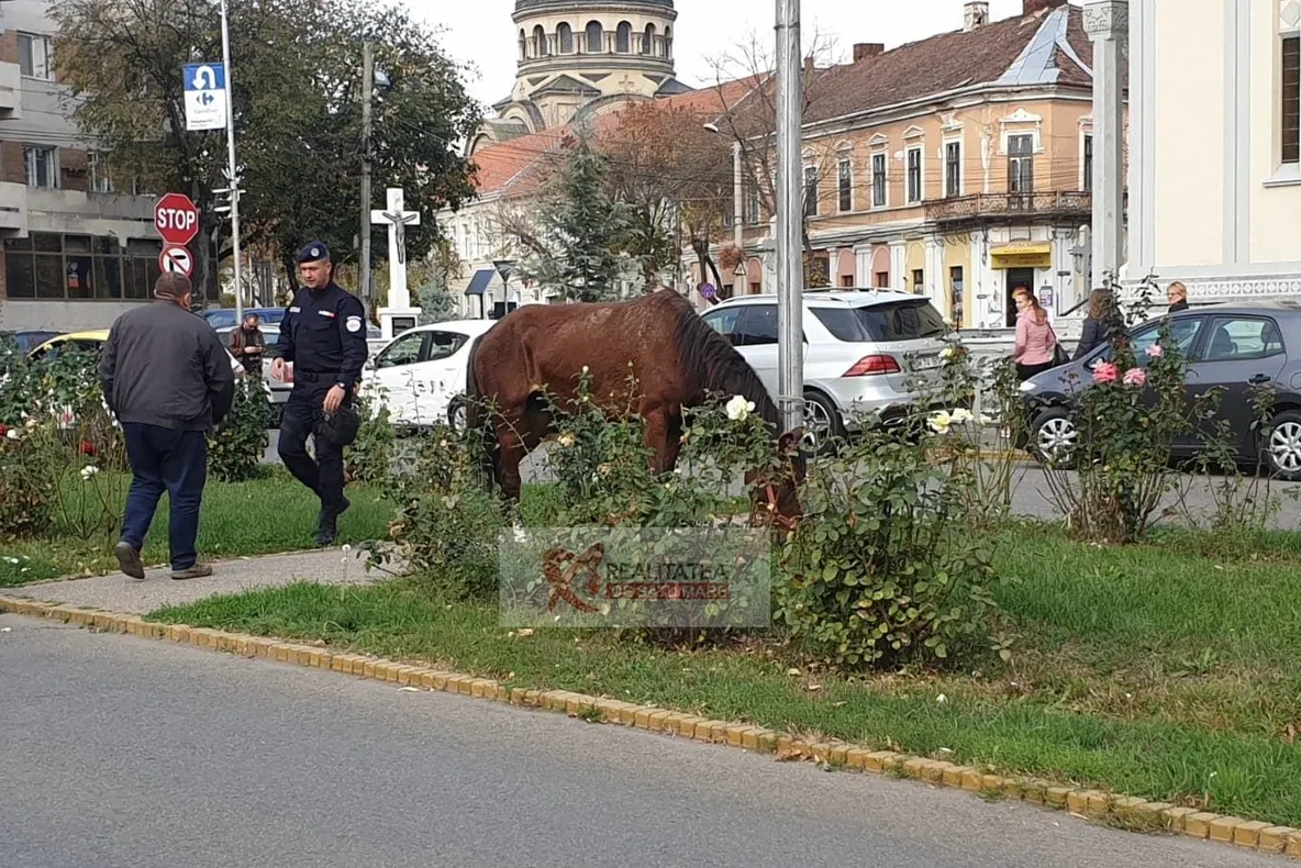 Cal surprins la plimbare prin centrul municipiului Satu Mare