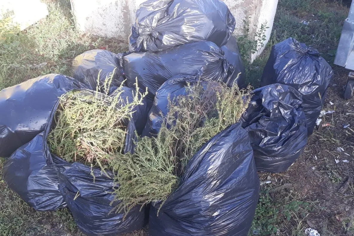 Peste 24 de tone de ambrozia, colectată de pe terenurile din județul Satu Mare