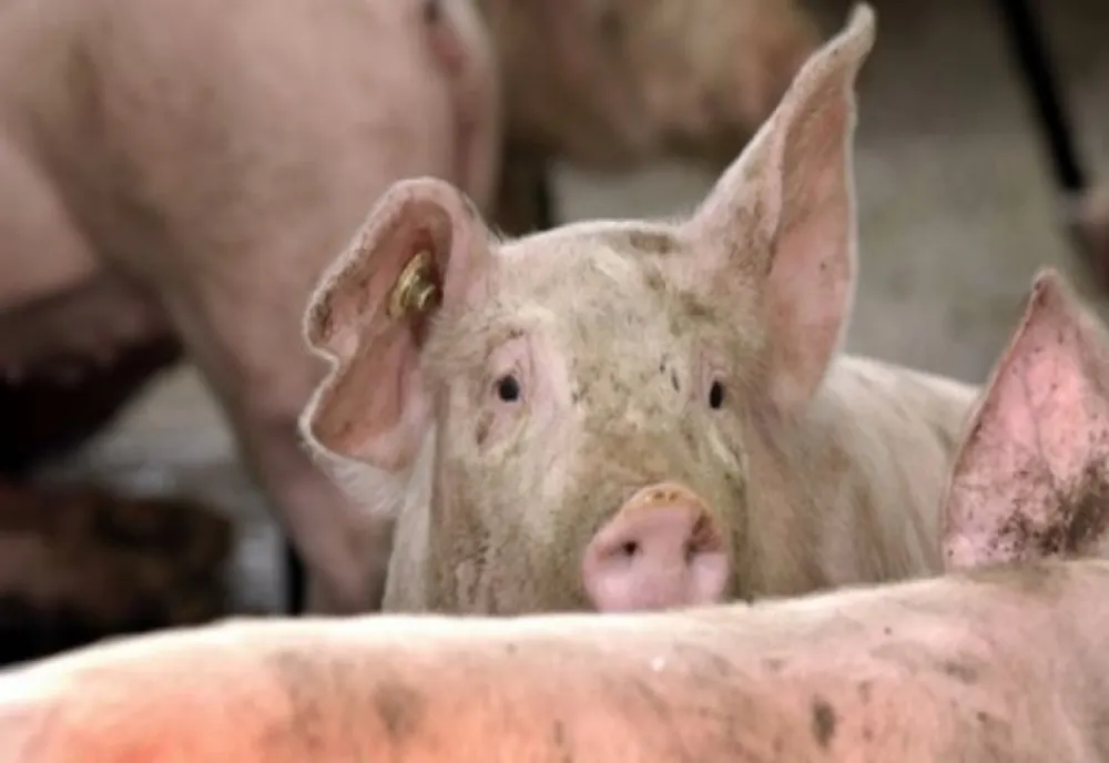 Un alt focar de pestă porcină africană a fost închis în judeţul Satu Mare