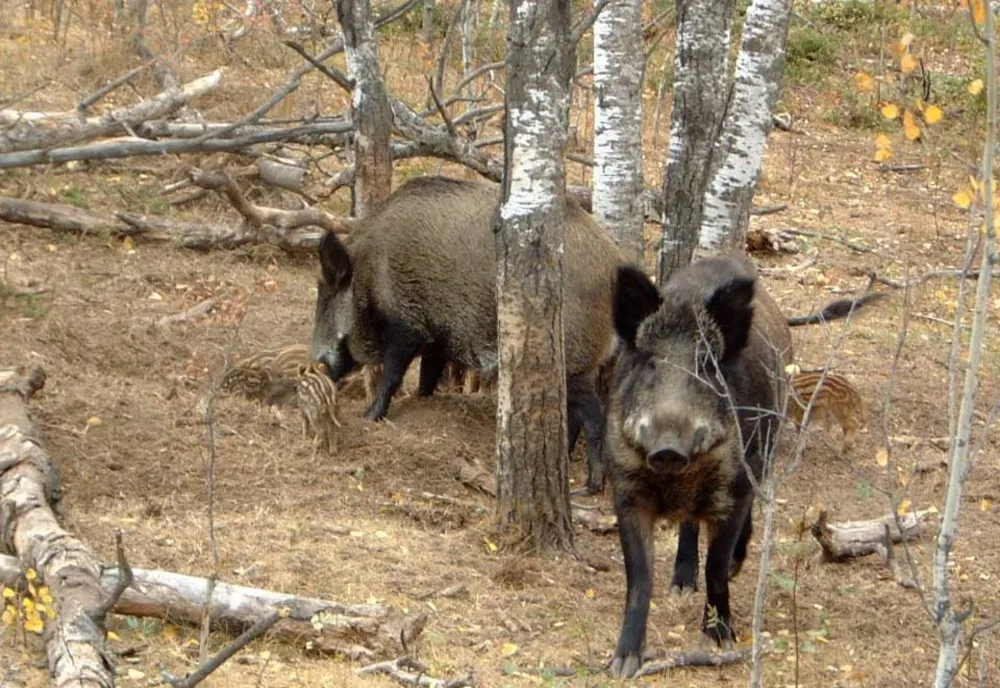 Noi cazuri de Pestă Porcină Africană la trei Fonduri de vânătoare din județul Satu Mare