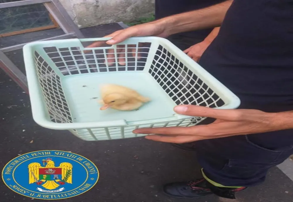 FOTO | Misiune inedită pentru pompierii sătmăreni: au salvat un pui de raţă