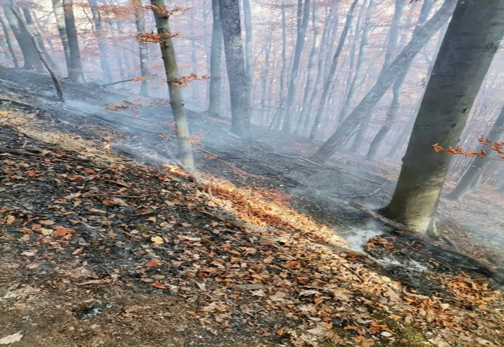 Incendiu violent într-o pădure din Satu Mare! Pompierii s-au luptat două zile cu flăcările (FOTO)