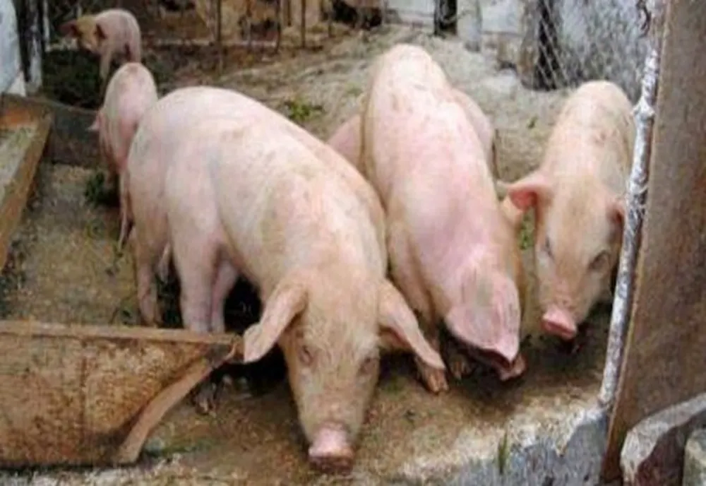 17 focare de Pestă Porcină Africană active în 7 localități din județul Satu Mare