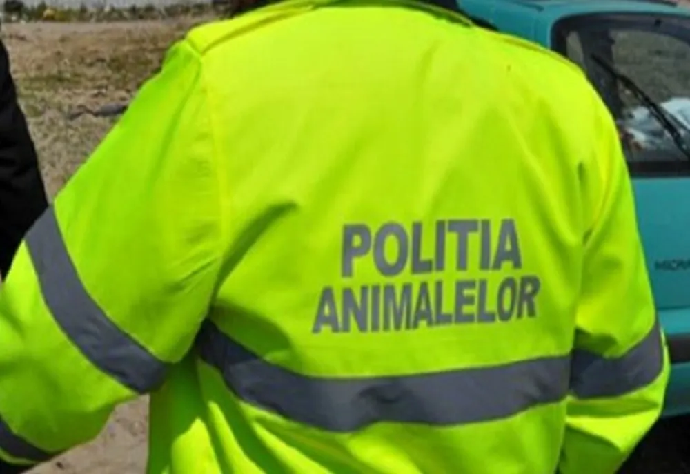 A călcat intenționat două oi și s-a ales cu dosar penal