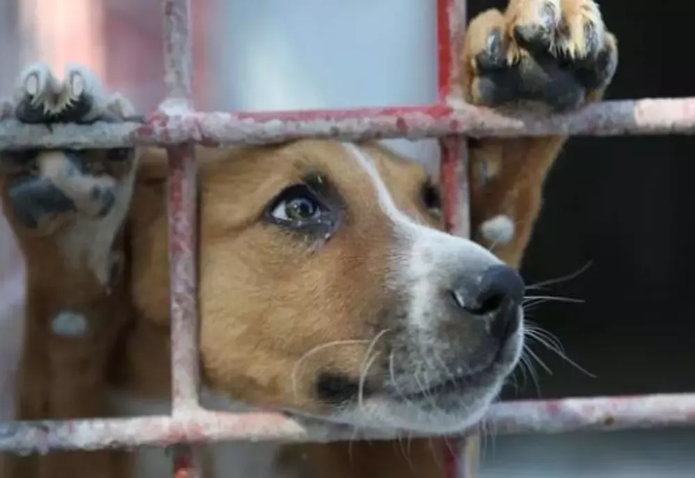 Sătmăreancă amendată cu 12.000 lei, după ce și-a abandonat câinele grav bolnav într-un șanț