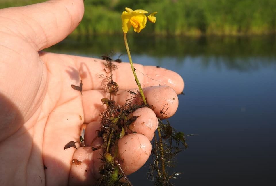 Plantă carnivoră descoperită lângă Carei