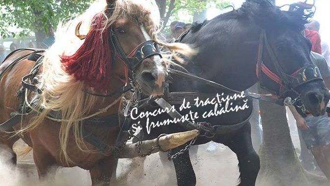 Concurs național ecvestru, la Valea Măriei