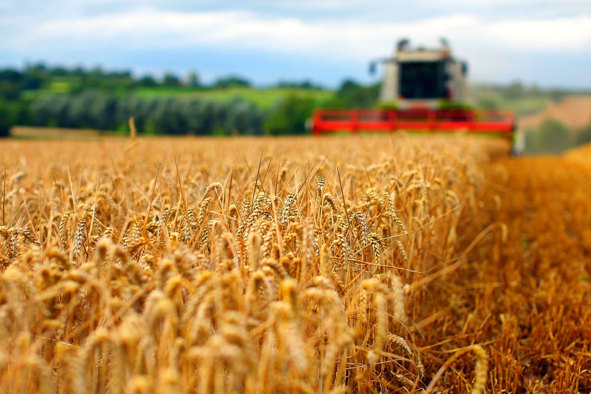 An record pentru grâu în județul Satu Mare
