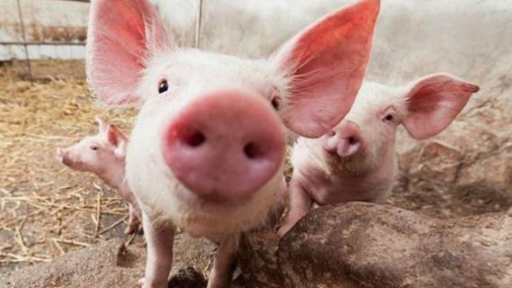 Pesta porcină. Bani pentru despăgubirea sătmărenilor rămași fără porci