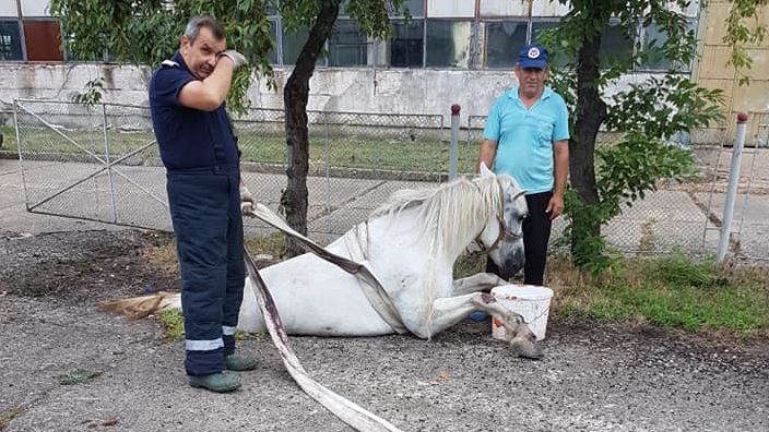 Cal salvat dintr-un canal, în Negrești Oaș