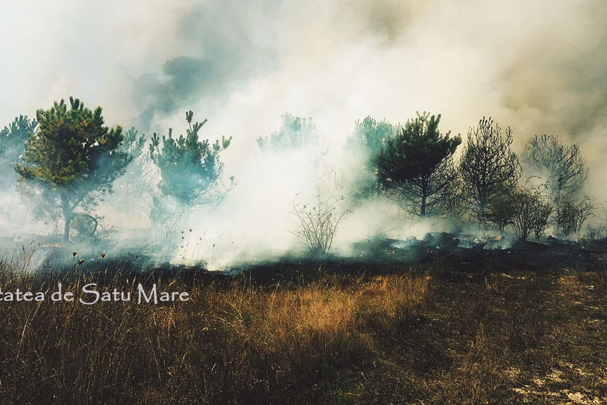 Incendiu de proporții în Bârsău. Au ars trei hectare de pădure