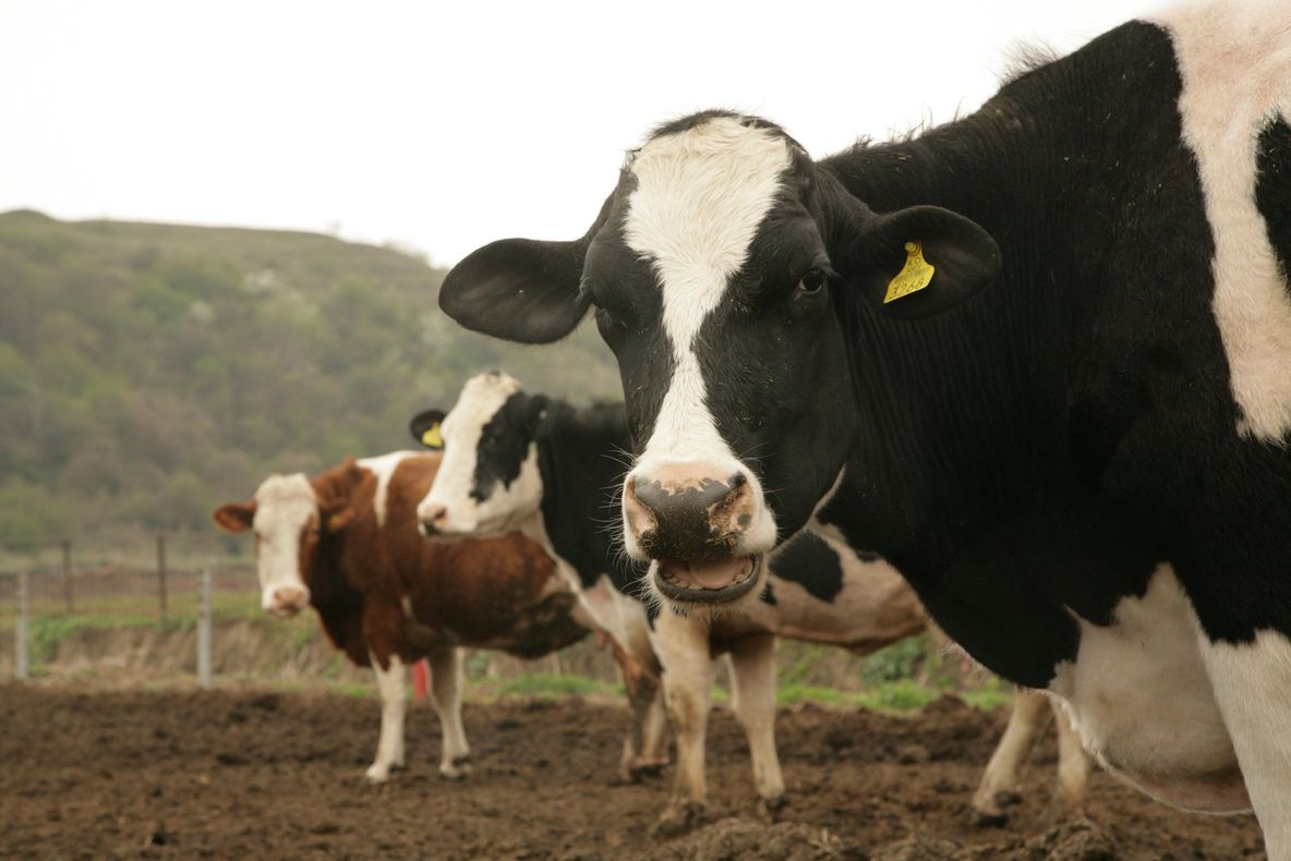 APIA Satu Mare începe efectuarea plății ajutorului de stat în sectorul creşterii animalelor