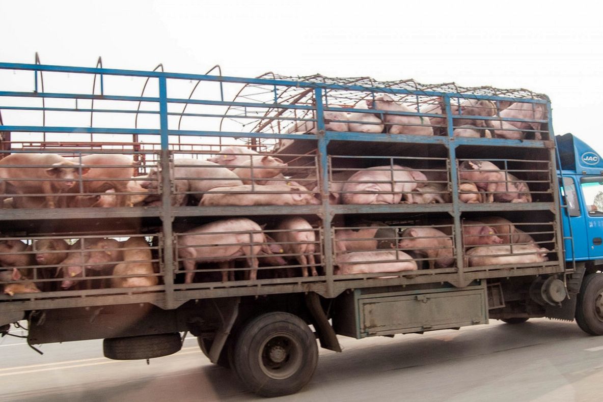 Transport ilegal de porci, identificat de polițiști în trafic