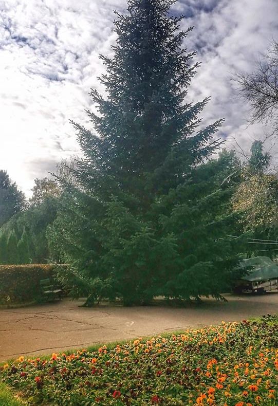 Bradul de Crăciun din Piața Libertății a fost donat de un sătmărean