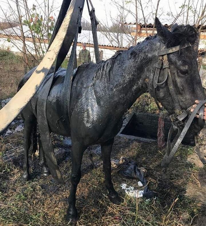 Cal salvat dintr-o fosă septică de pompierii sătmăreni