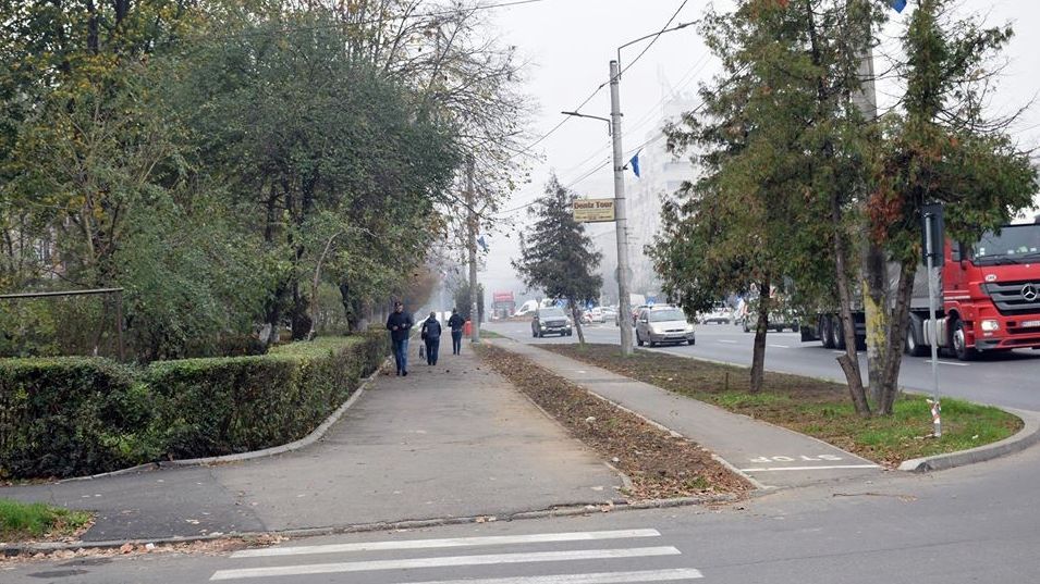 Primăria va planta zeci de copaci pe Drumul Careiului