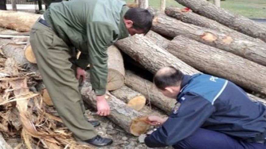 Sătmărean condamnat pentru furt de arbori din fondul forestier național, prins de polițiști