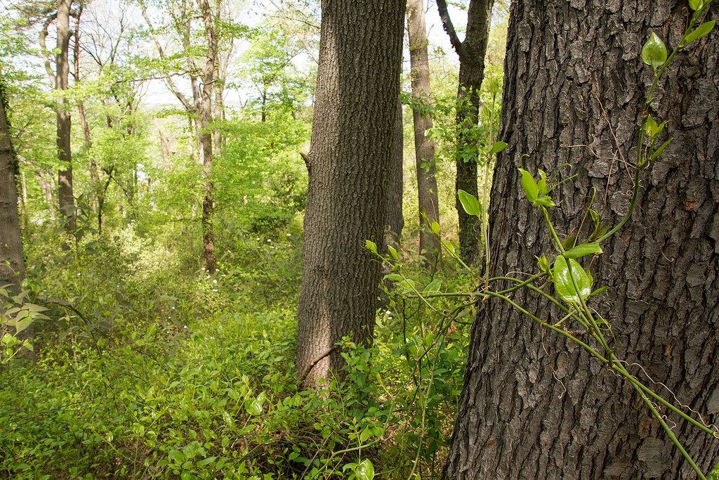 A furat stejari dintr-o pădure