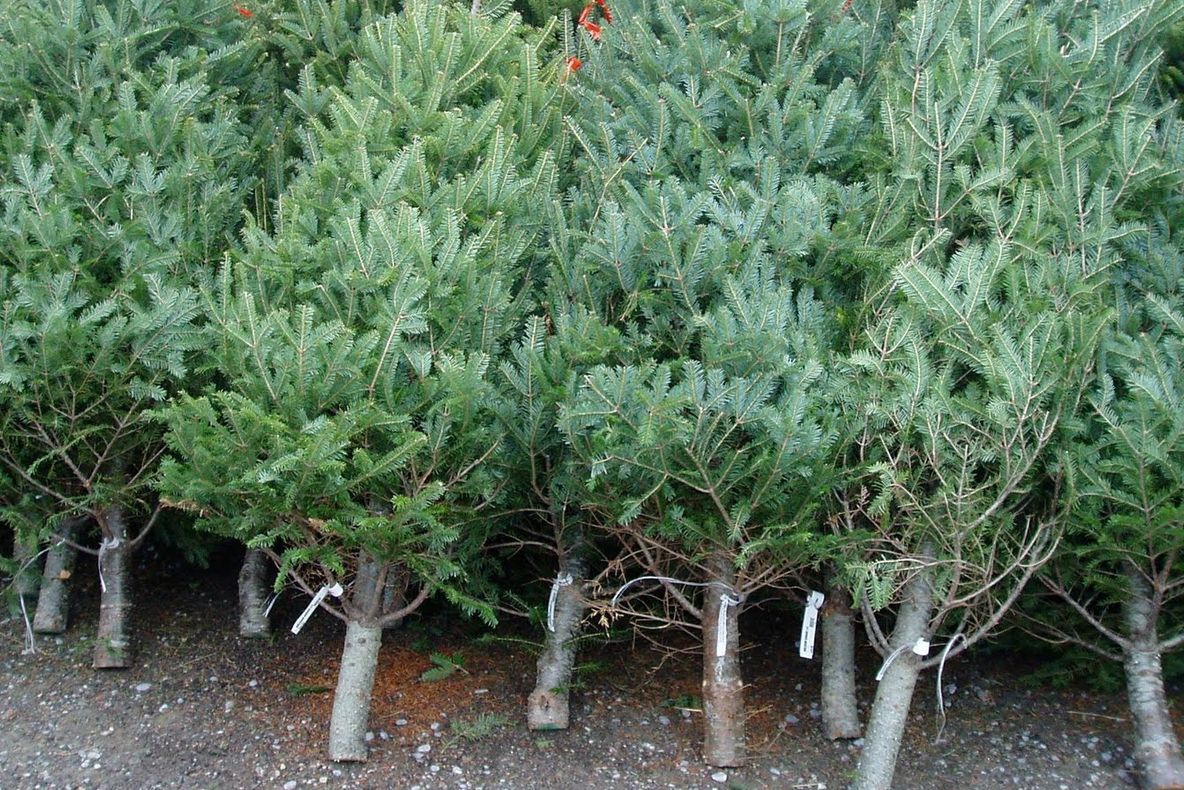 Peste 400 de pomi de Crăciun, ridicați de polițiștii sătmăreni