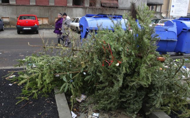 Brazii de Crăciun vor fi strânși începând de luni