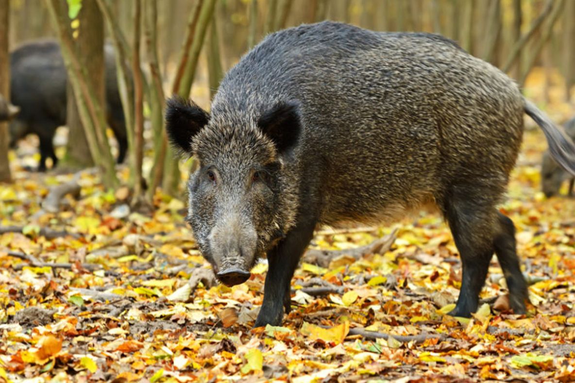 Pădurar ucis de un porc mistreţ