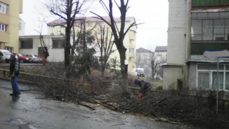 A început acțiunea de toaletare a copacilor din municipiul Satu Mare