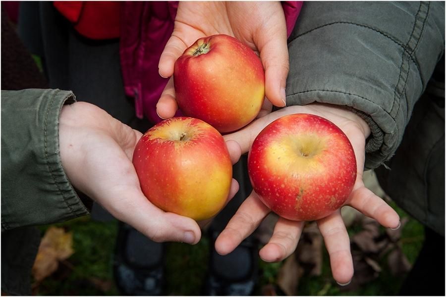 Distribuția merelor în școlile sătmărene a început cu probleme