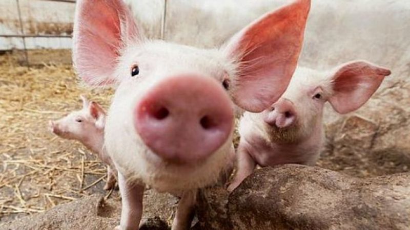 Doi crescători particulari de porci, amendați de DSVSA Satu Mare