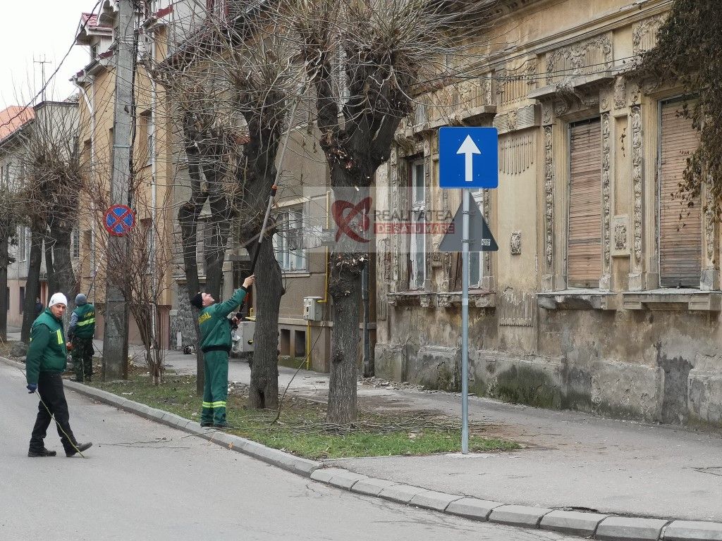 Primăria toaletează arborii de pe strada Tudor Vladimirescu. Circulaţia, restricţionată