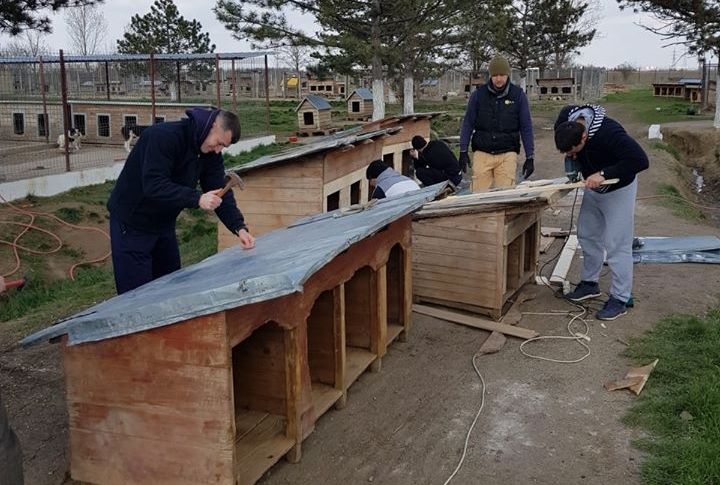 Jandarmii sătmăreni au reparat și igienizat 30 de cuști pentru câinii fără stăpân